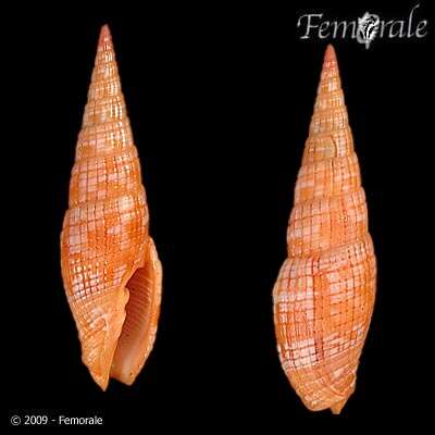 Image of Turbinelloidea Rafinesque 1815