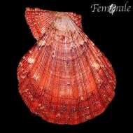 Imagem de Manupecten Monterosato 1889