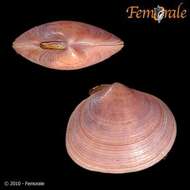 Imagem de Psammobiidae J. Fleming 1828