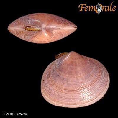 Imagem de Psammobiidae J. Fleming 1828