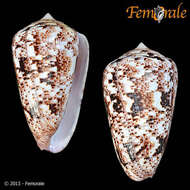 Image of cone snails