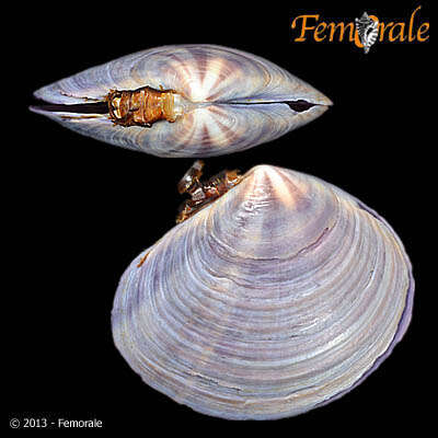 Image of Psammobiidae J. Fleming 1828