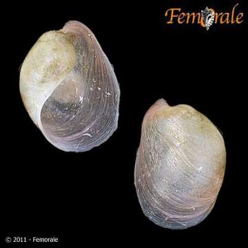 صورة Haminoeoidea Pilsbry 1895