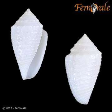 Image of Conasprella Thiele 1929