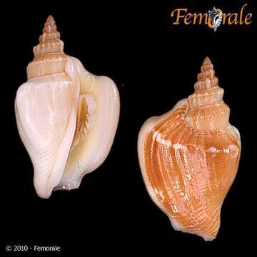 Image of Strombus Linnaeus 1758