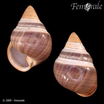 Image of achatinellid land snails