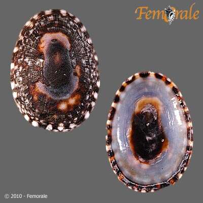 Image of tortoiseshell limpets