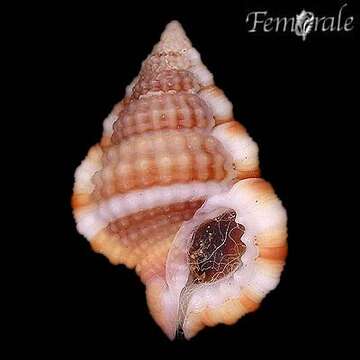 Image of Gyrineum Link 1807