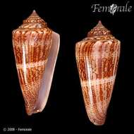 Image of <i>Conus furvus albicans</i> Sowerby 1857