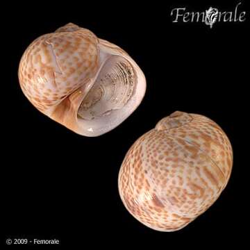 Image of Hebrew moon shell