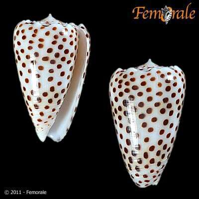 Image of cone snails