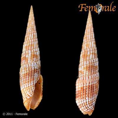 Image of Turbinelloidea Rafinesque 1815