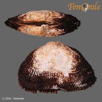 Image of Arcidae Lamarck 1809