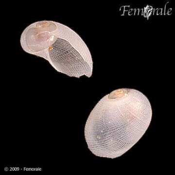 Image of velutinid sea snails