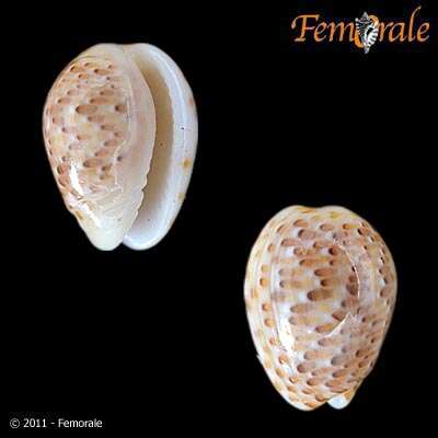 Image of Cystiscidae Stimpson 1865
