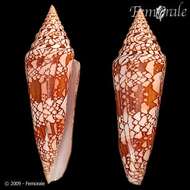 Image of cone snails