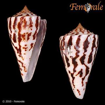 Image of Conasprella Thiele 1929