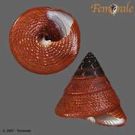 صورة Calliostomatidae Thiele 1924