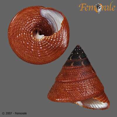 صورة Calliostomatidae Thiele 1924