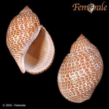 Image of tun shells