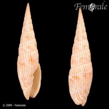 Image of Turbinelloidea Rafinesque 1815