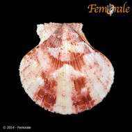 Image of Cryptopecten Dall, Bartsch & Rehder 1938