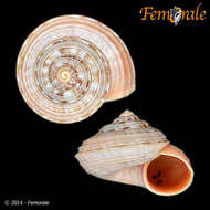 Image of Pomatiidae