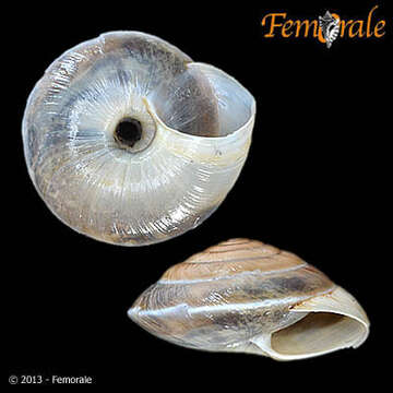 Image of Canariellidae