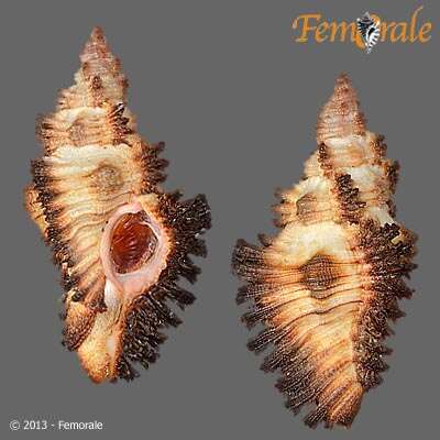 Image of Chicoreus trivialis (A. Adams 1854)