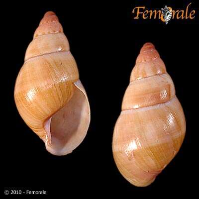 Achatinidae resmi