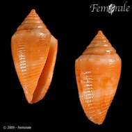 Image of Conasprella damasoi (Cossignani 2007)