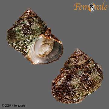 Image of turban snail