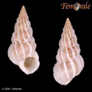 unclassified Gastropoda resmi