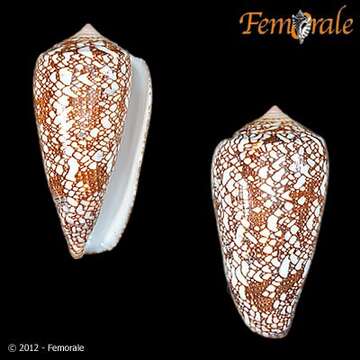 Image of cone snails