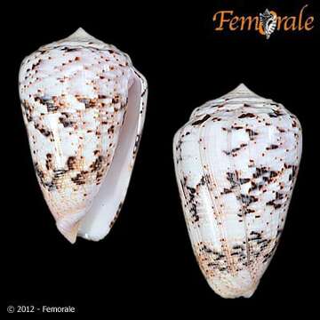 Image of cone snails