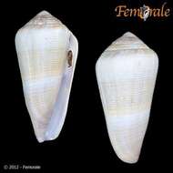 Image of cone snails