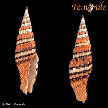 Image of Turbinelloidea Rafinesque 1815