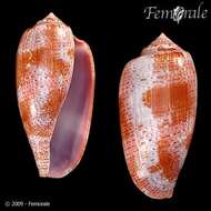 Image of cone snails