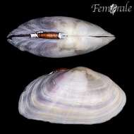 Imagem de Psammobiidae J. Fleming 1828