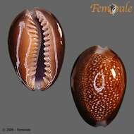 Image of dragon's head cowry