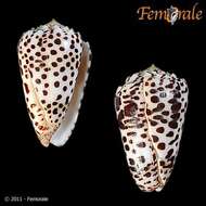 Image of cone snails