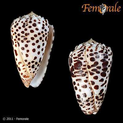 Image of cone snails