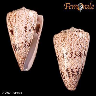 Image of cone snails