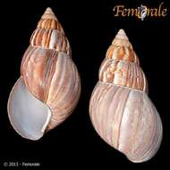 Image of <i>Achatina fulica</i> (Bowdich 1822)