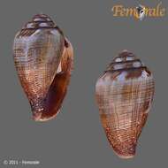 Image of cone snails