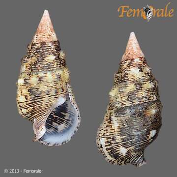 Слика од <i>Cerithium adustum</i> Kiener 1841