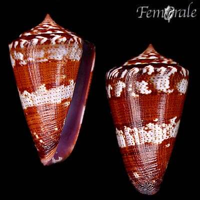 Image of Conus ziczac Megerle von Mühlfeld 1816