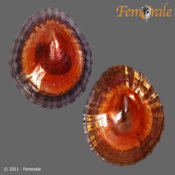 Imagem de Nacellidae Thiele 1891