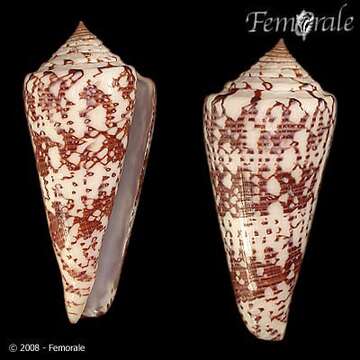 Image of Conus thomae Gmelin 1791