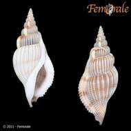 Rostellariidae Gabb 1868 resmi